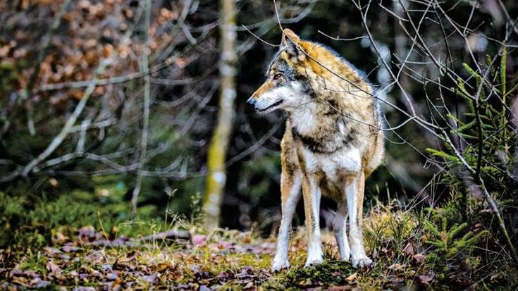 Sulle tracce del lupo con lo scrittore Giuseppe Festa: una notte aspettando Zanna Bianca