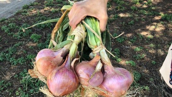 La rinascita della cipolla di Airola, dal rischio estinzione al presidio Slow Food