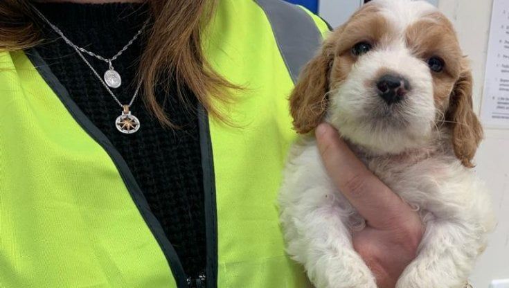 Cuccioli di cane in gabbie per conigli: commerciante denunciato