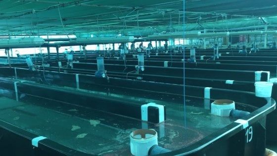 Siracusa, dipendente risulta positivo al Covid-19: chiude un reparto dell'impianto di itticoltura