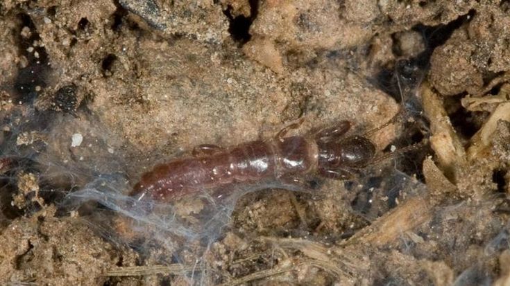 Scoperta una nuova specie di insetto all'Isola d'Elba: lanciato il sondaggio per la scelta del nome
