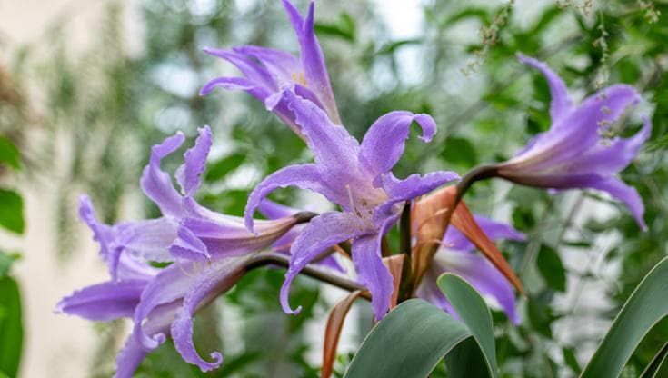 Come è cambiata la flora europea negli ultimi 60 anni