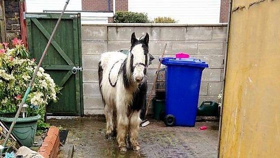 Donna inglese si ritrova a sorpresa un pony (maltrattato) nel cortile