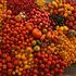 Il nerd dell’agricoltura che in Puglia coltiva 240 pomodori diversi e con uno chef li porta a tavola