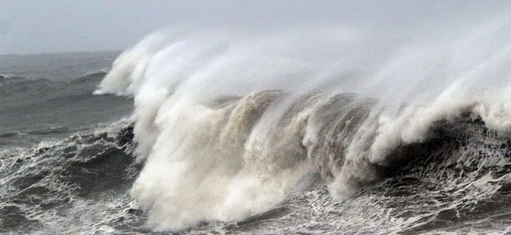 Animali, quella fuga verso il freddo