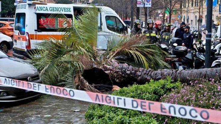 Donna uccisa dalla palma, nelle perizie incognita aiuola. La consulente del pm: “Serviva buon senso”