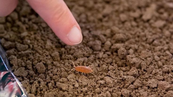 Spiare i porcellini di terra per capire se il suolo è inquinato