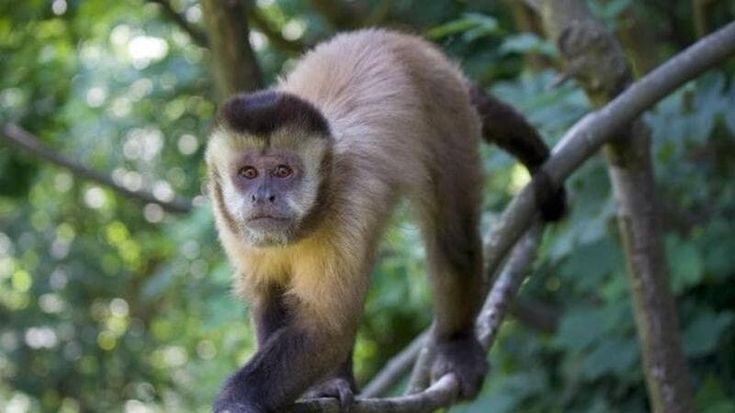 Cari umani, non siamo il traguardo dell’evoluzione. Così l’etologia ci aiuta a capire il presente