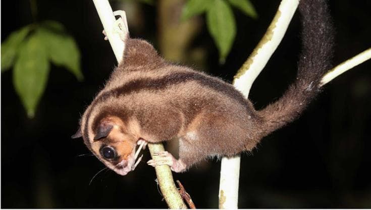 Due marsupiali che si credevano estinti da millenni scoperti in Nuova Guinea