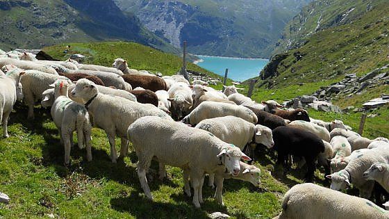In Svizzera i rifugiati vanno a caccia di lupi per aiutare i pastori