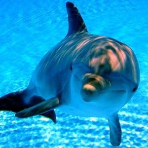 I delfini sono molto pi&ugrave; potenti dell'uomo. Ecco perch&eacute; sono cos&igrave; veloci