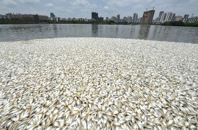 Cina, oltre 30 tonnellate di pesci morti affiorano dal lago