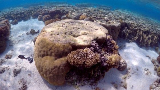 Australia, la Grande barriera corallina a rischio: lo sbiancamento ha ucciso il 35% dei coralli