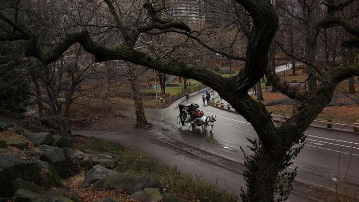 Central Park, addio ai cavalli: “Carrozze troppo pericolose”