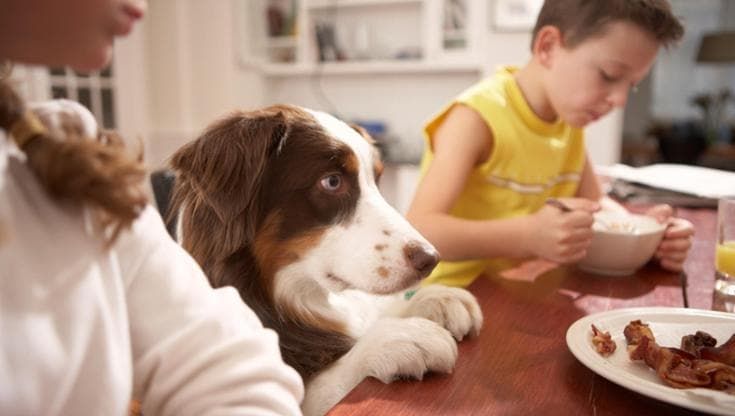 Cucinate per i vostri cani e gatti? Tranquilli, avete illustri predecessori