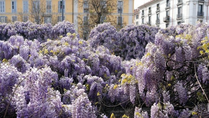 Salvare il glicine e fare il Museo della Resistenza, la proposta Anpi al Comune