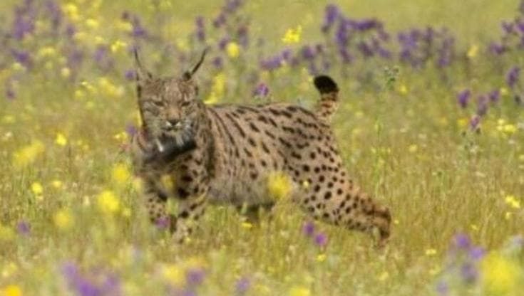 Ecco come la pipì di lince aiuta le foreste a prosperare