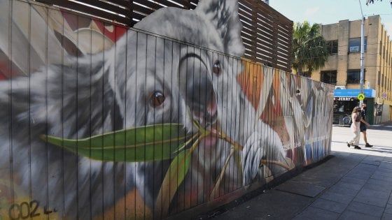 Australia, "la guerra dei koala" che fa tremare il governo del Nuovo Galles del Sud