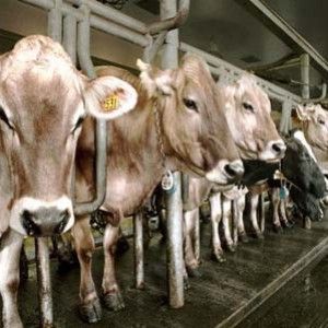 Traffico di farmaci veterinari illeciti, perquisizioni anche a Parma