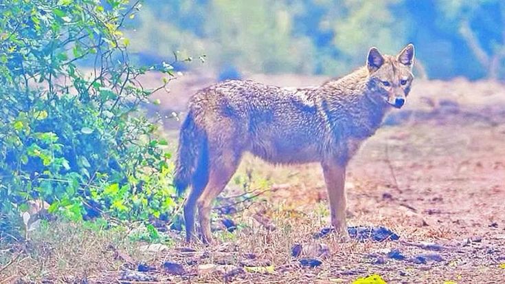 Nel Parco del Ticino arriva lo sciacallo dorato: “Indicatore di buona funzionalità degli habitat”