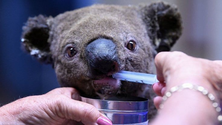 I koala diventano specie a rischio in una parte dell'Australia