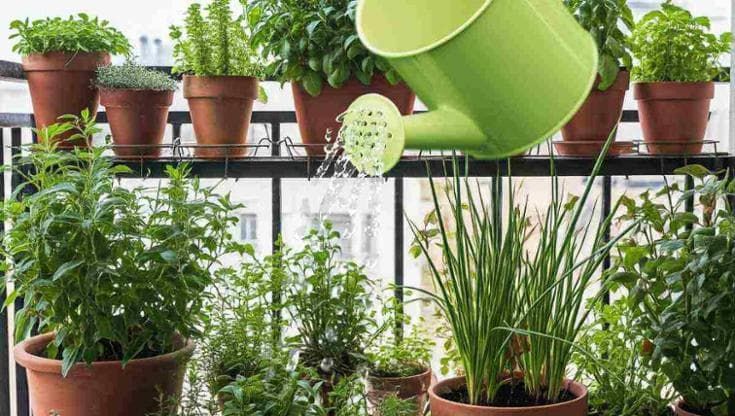 Troppo caldo, anche le piante entrano in una sorta di letargo: come mantenere il giardino d’estate