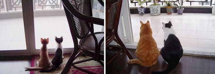 Piccoli gatti crescono: com'erano e come sono oggi