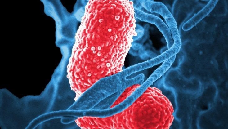 Quanti vaccini può sopportare il corpo umano nel corso della vita?