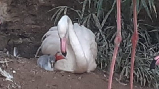 Fenicottero rosa nato in cattività a Palermo