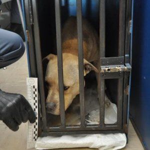 Brescia, avevano tre piccoli pitbull chiusi in auto senza acqua e senza cibo: denunciati