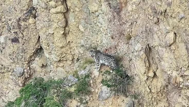In Cina raro avvistamento del leopardo delle nevi