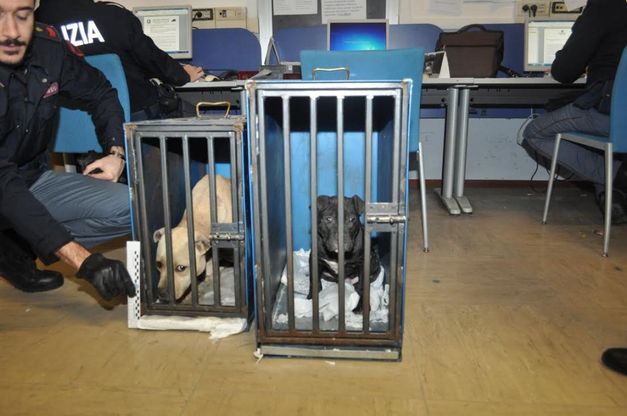 Brescia, tre piccoli pitbull chiusi in gabbia e abbandonati in auto