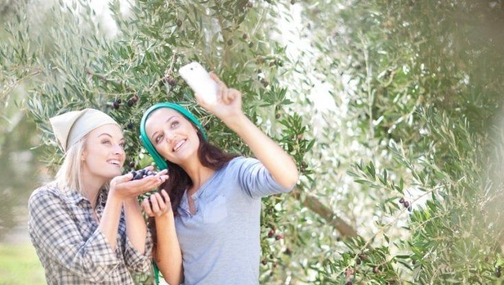 La raccolta dell’olio 2022 diventa un’esperienza turistica