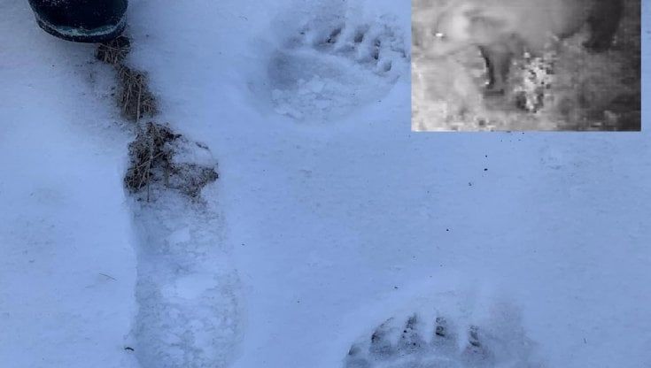 Ossola, l’orso della Val Grande è uscito dal letargo. Il presidente del Parco: “Lasciatelo tranquillo”