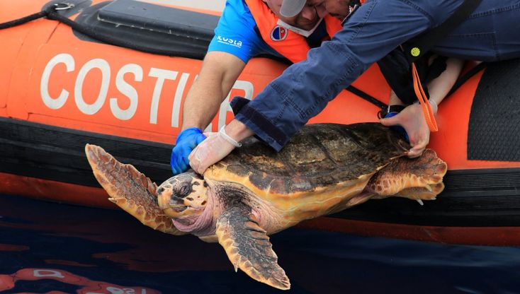 Genova, l'Acquario di Genova libera in mare due tartarughe guarite