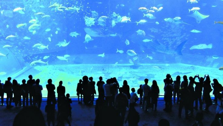 Genova, voglia di cultura, pienone fra Monet e l'Acquario