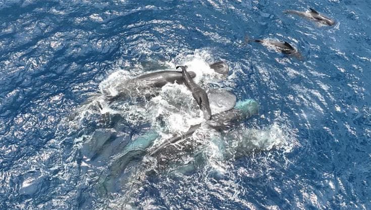 Quando le navi si avvicinano i capodogli cambiano il linguaggio