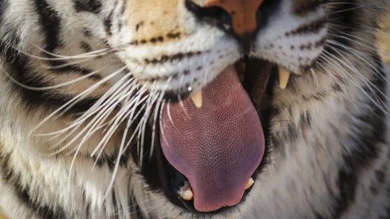 Coronavirus: tigre positiva allo zoo del Bronx a New York