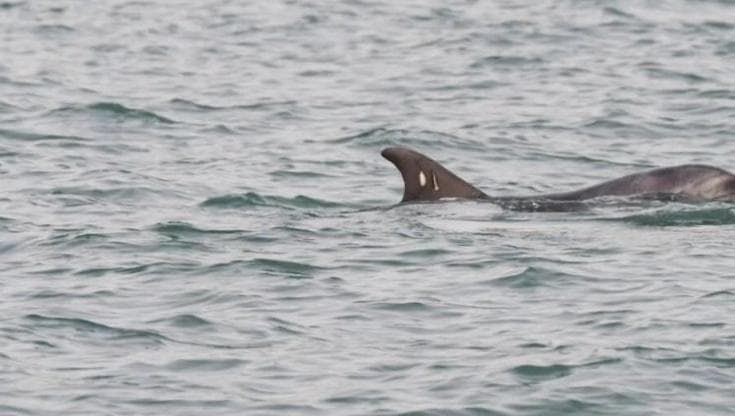 A Venezia il vero pericolo per il delfino solitario Mimmo è l'uomo