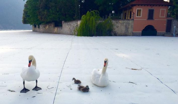 Lago d'Iseo, la famigliola di cigni ha scelto come casa la passerella di Christo