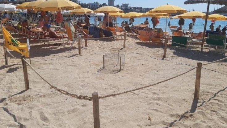 Lampedusa, deposte le prime uova di tartarughe Caretta Caretta: la schiusa tra due mesi