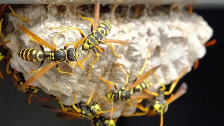 Vespe e calabroni al picco stagionale: quali sono le specie davvero pericolose e come affrontarle