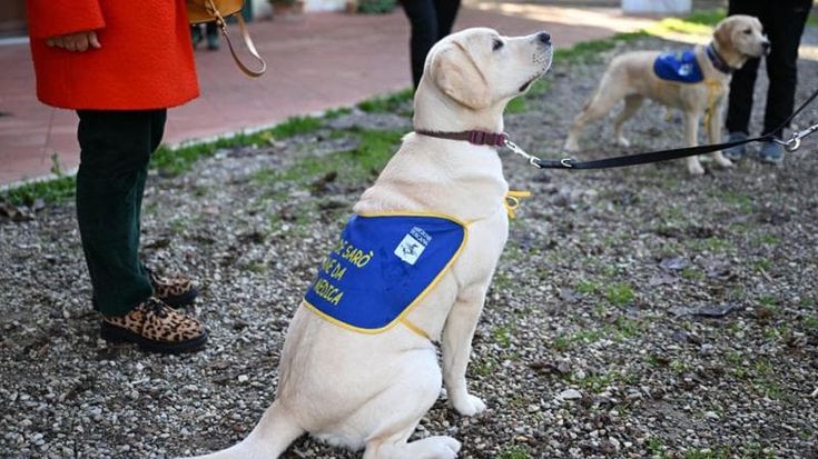 Firenze, da febbraio i labrador che fiutano la crisi ipoglicemica affiancheranno i bimbi diabetici