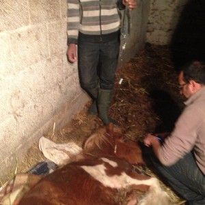 Appello per salvare il pony Risli