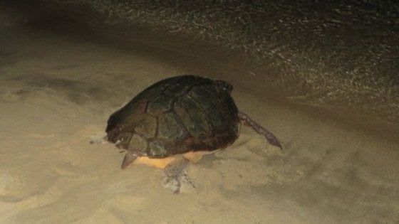 Nate 58 tartarughe Caretta caretta da nido su spiaggia nel Livornese
