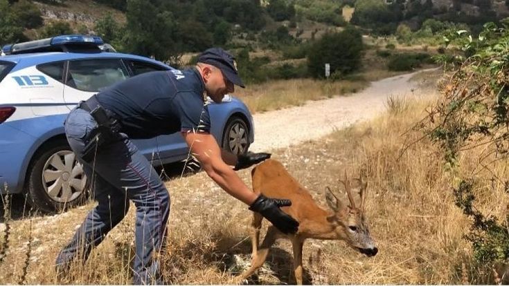Sora, polizia libera un cervo imprigionato in un giardini