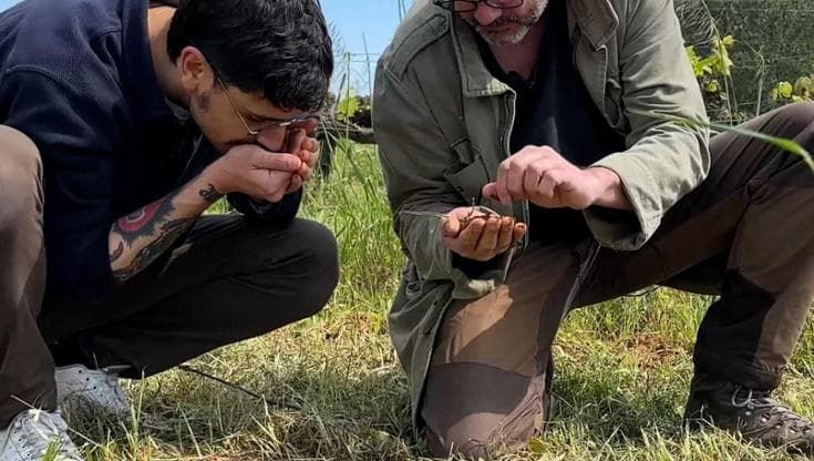 In vigna con Stefano Denci: "L'ansonica? È un vitigno-mamma"
