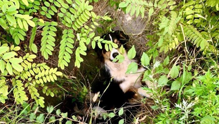 Parma, due cani intrappolati in una buca: salvati dopo l'allarme nella notte della padrona 