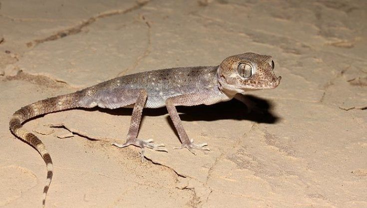Nella pancia di un geco la prova che anche il deserto più torrido è pieno di vita