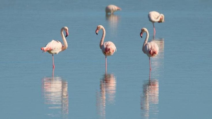 Fondi europei a Cagliari, il recupero delle ex saline di Stato nell’oasi dei fenicotteri